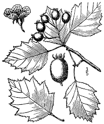 Attēlu rezultāti vaicājumam “Crataegus x macrocarpa leaf”