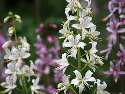 Image result for Diptam