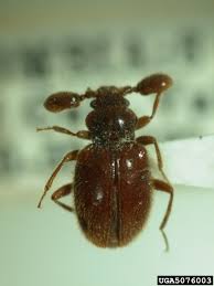 Attēlu rezultāti vaicājumam “Ptinus sp. male”