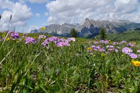 Attēlu rezultāti vaicājumam “Primula farinosa flower”