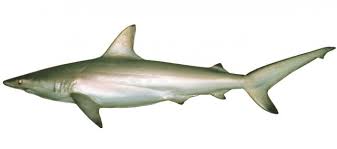 Image result for Carcharhinus leucas