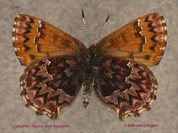 Attēlu rezultāti vaicājumam “Lycaeniinae”