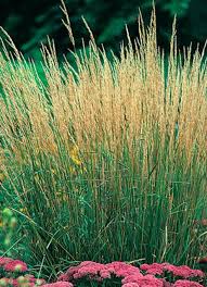 Attēlu rezultāti vaicājumam “Calamagrostis canescens”