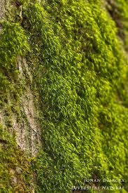 Attēlu rezultāti vaicājumam “Dicranodontium denudatum”