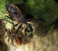 Attēlu rezultāti vaicājumam “Rhynocoris annulatus nymph”