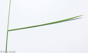 Attēlu rezultāti vaicājumam “Poa nemoralis leaf”