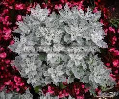 Image result for Cineraria maritima