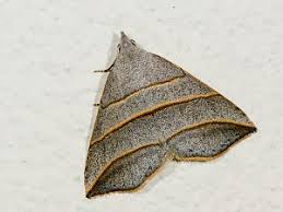 Attēlu rezultāti vaicājumam “Colobochyla salicalis”