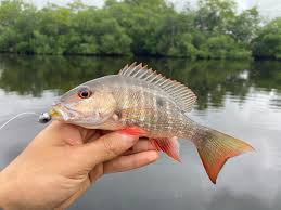 Image result for Eugerres plumieri