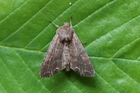 Attēlu rezultāti vaicājumam “Lacanobia suasa”