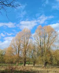 Attēlu rezultāti vaicājumam “Salix alba var. alba”