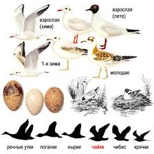 Attēlu rezultāti vaicājumam “Larus ridibundus eggs”