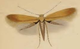 Attēlu rezultāti vaicājumam “Tischeriidae”