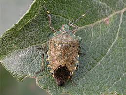 Attēlu rezultāti vaicājumam “Troilus luridus”