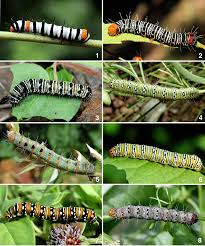 Attēlu rezultāti vaicājumam “Noctuidae”