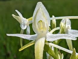 Attēlu rezultāti vaicājumam “Platanthera bifolia flower”