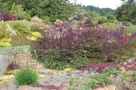 Image result for Angelica silvestris