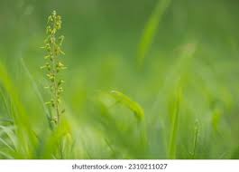 Attēlu rezultāti vaicājumam “Listera ovata leaf”