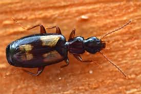 Attēlu rezultāti vaicājumam “Calodromius spilotus”