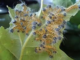 Attēlu rezultāti vaicājumam “Phalera bucephala imago”