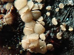 Attēlu rezultāti vaicājumam “Hyphodiscus hymeniophilus”