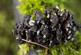 Attēlu rezultāti vaicājumam “Mollisia amenticola”