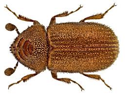 Attēlu rezultāti vaicājumam “Scolytidae”