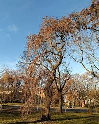 Attēlu rezultāti vaicājumam “Fraxinus excelsior Pendula”