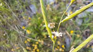 Attēlu rezultāti vaicājumam “Brachypodium sylvaticum flower”