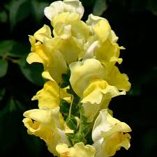 Attēlu rezultāti vaicājumam “Antirrhinum majus flower”