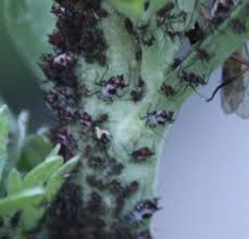 Attēlu rezultāti vaicājumam “Macrosiphoniella absinthii”