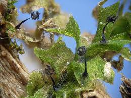 Attēlu rezultāti vaicājumam “Colloderma oculatum plasmodium”