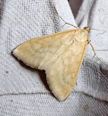 Attēlu rezultāti vaicājumam “Sitochroa verticalis”