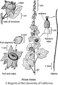 Image result for Alcea (althaea) rosea