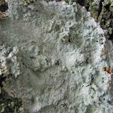 Attēlu rezultāti vaicājumam “Phlyctis agelaea”