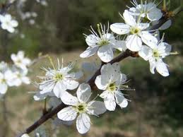 Attēlu rezultāti vaicājumam “Prunus spinosa”