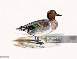 Attēlu rezultāti vaicājumam “Anas crecca”