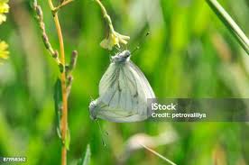 Attēlu rezultāti vaicājumam “Pieris brassicae male”