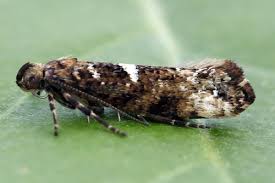 Attēlu rezultāti vaicājumam “Acrolepiopsis assectella”