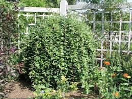 Attēlu rezultāti vaicājumam “Salix caprea”