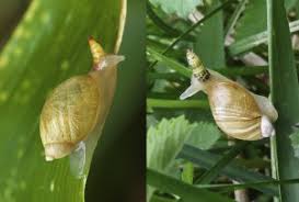 Attēlu rezultāti vaicājumam “Leucochloridium paradoxum”