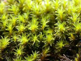 Attēlu rezultāti vaicājumam “Racomitrium canescens sporophyte”