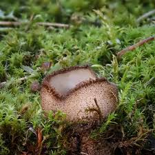 Attēlu rezultāti vaicājumam “Lycogala sphaeroconicum sessile”