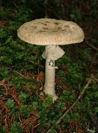Attēlu rezultāti vaicājumam “Amanita citrina”