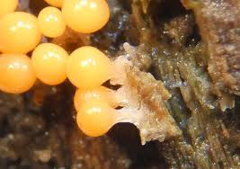 Attēlu rezultāti vaicājumam “Trichia decipiens”