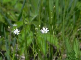 Attēlu rezultāti vaicājumam “Stellaria longifolia flower”