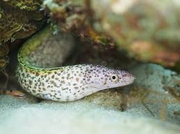 Image result for Gymnothorax moringa