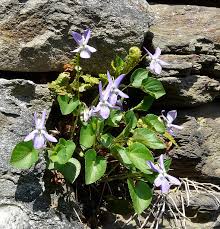 Attēlu rezultāti vaicājumam “Viola collina flower”