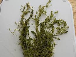 Attēlu rezultāti vaicājumam “Nitella flexilis”