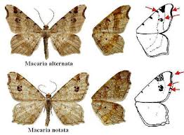 Attēlu rezultāti vaicājumam “Macaria notata”